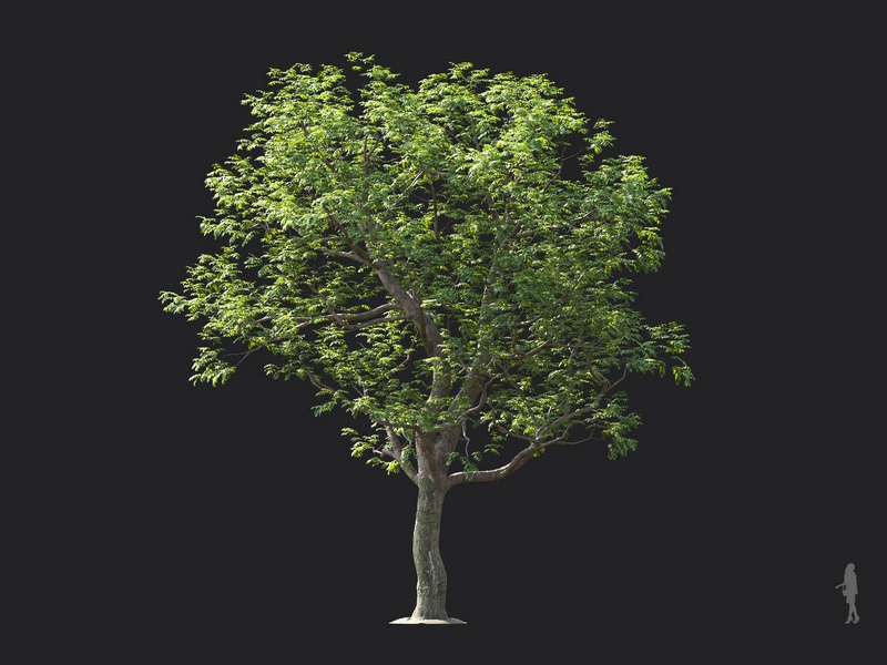 Maxtree - Plant Models Vol.124