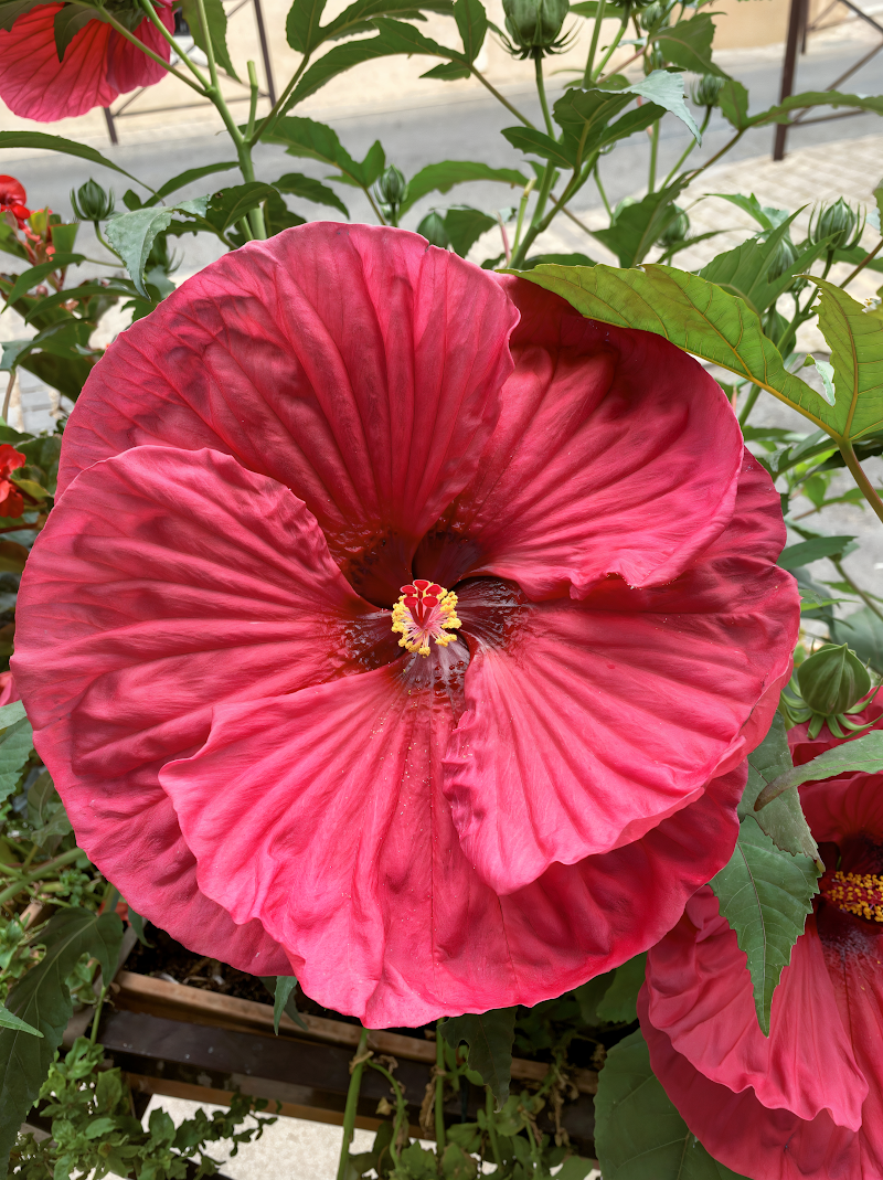 Hibiscus moscheutos 'Summer In Paradise' fiorito in un giardino acquatico