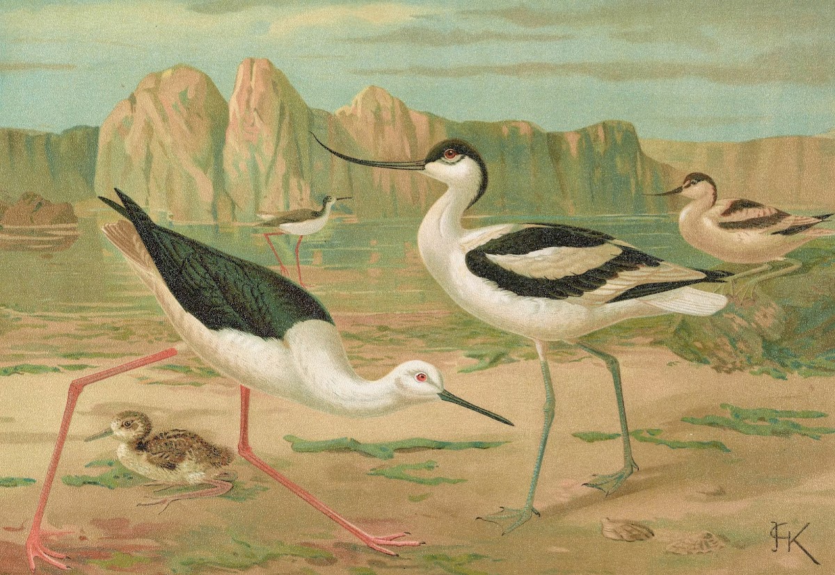 Himantopus himantopus Recurvirostra avocetta