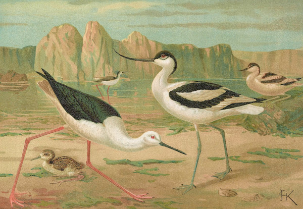 Himantopus himantopus Recurvirostra avocetta