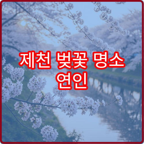 제천 벚꽃 명소 연인 손잡고 걷기 좋은 호수 평지 구간 정리