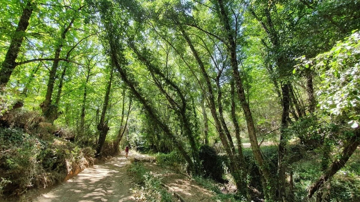 A hiker walks a sun-dappled dirt trail through leafy woodland in the Sierra de Aracena.