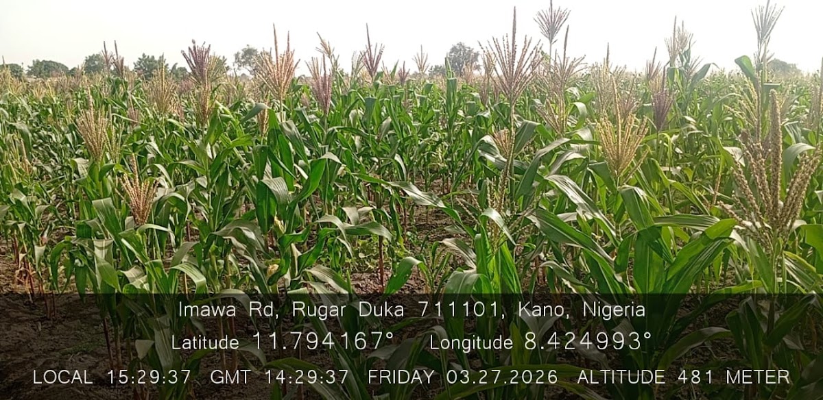 Kaduna & Kano deployment — monitoring
