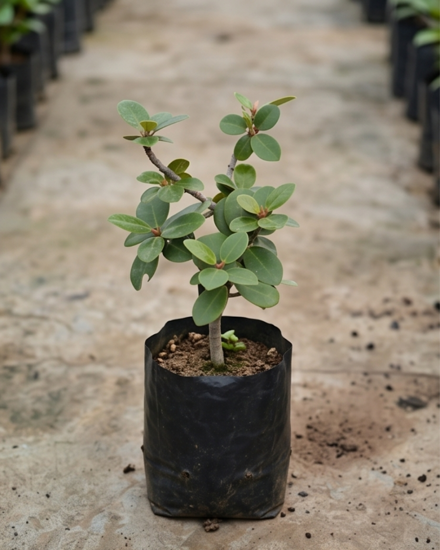 Chinese Banyan Plant — view 6