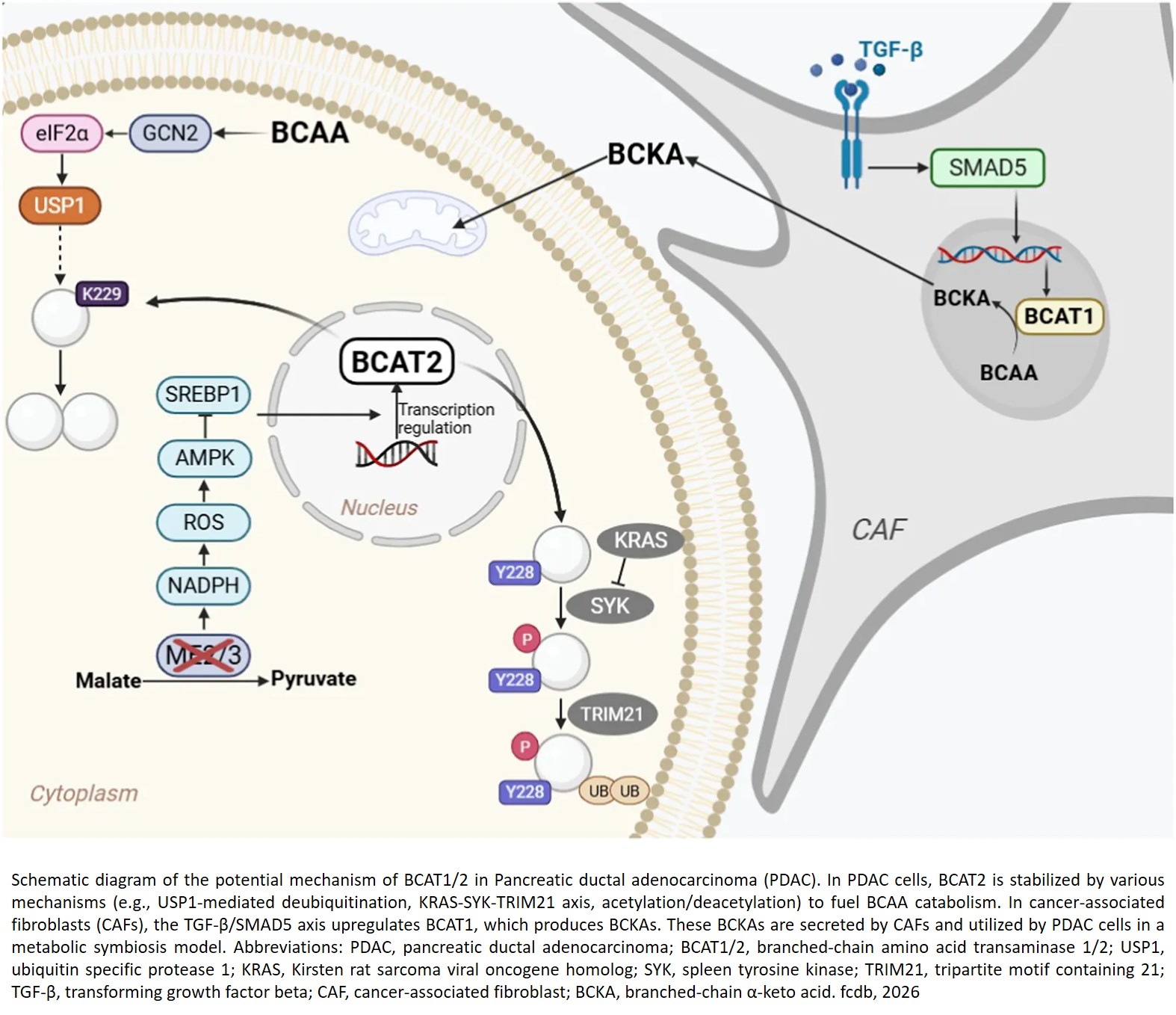 Branched-chain amino acid transaminases as promising targets in tumor therapy
