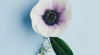 Cute Aesthetic Flower 2K iPhone Wallpaper Background