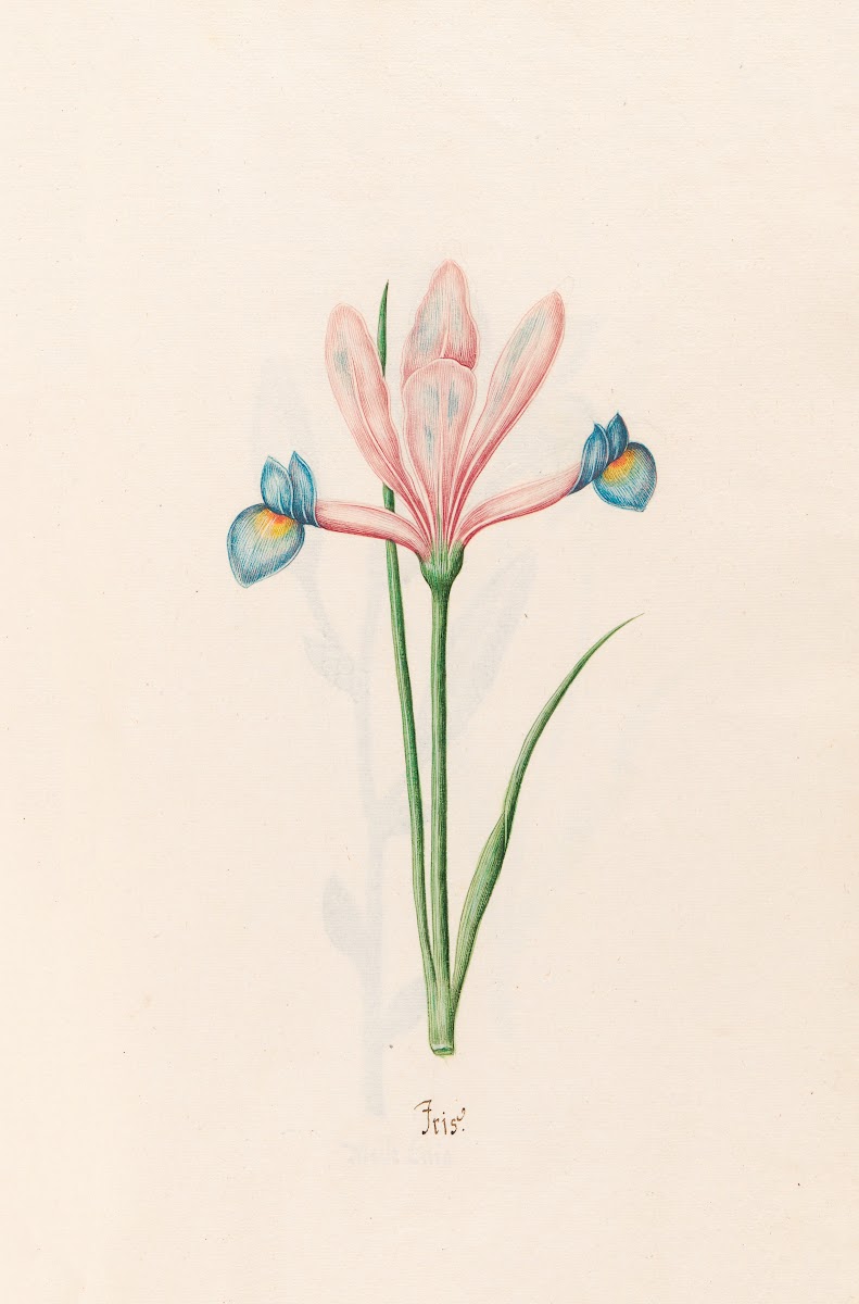 Iris 1692
