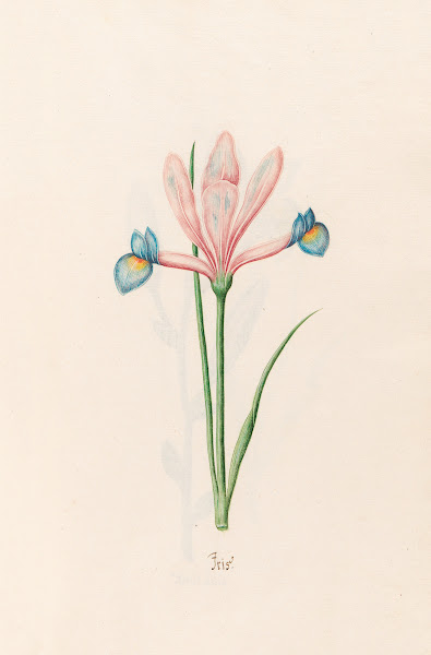 Iris 1692