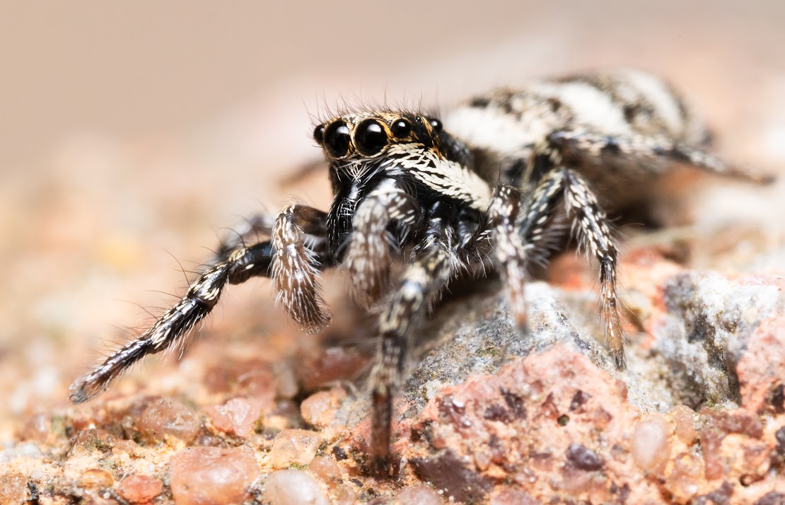 Salticus scenicus