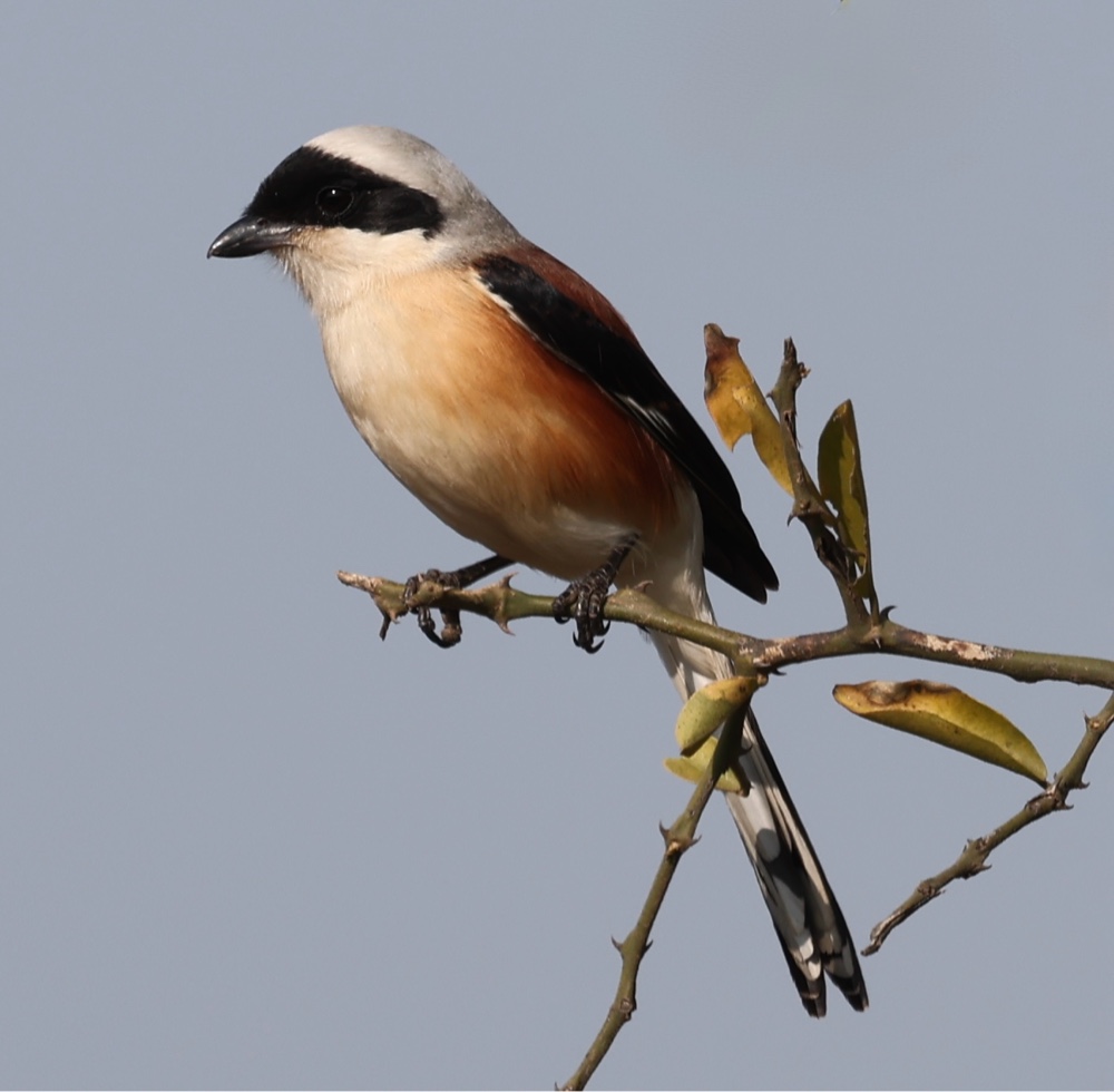 Long-tailed Shrike
