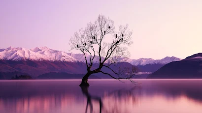 Nature, Purple, Water, Trees, Reflection 5K Wallpaper Background