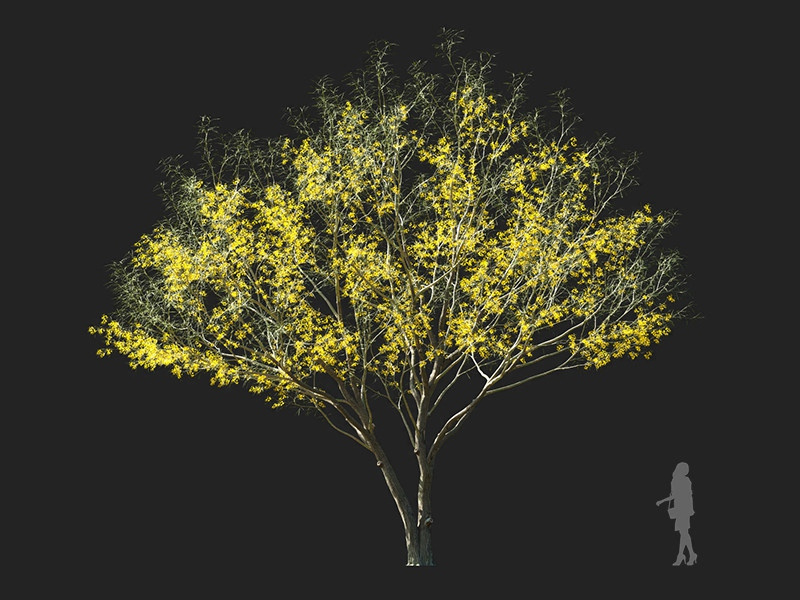 Maxtree - Plant Models Vol.122