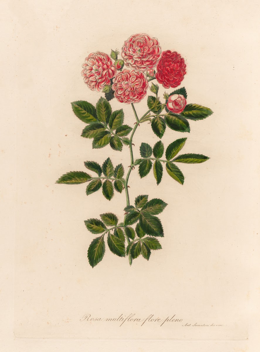 Rosa multiflora flore pleno 1818 1824