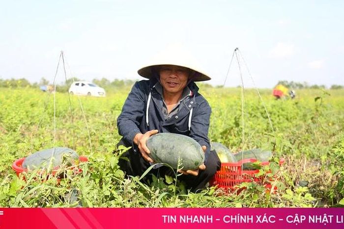 'Đội nắng' thu hoạch dưa hấu đầu mùa ở Nghi Xuân - Báo Hà Tĩnh