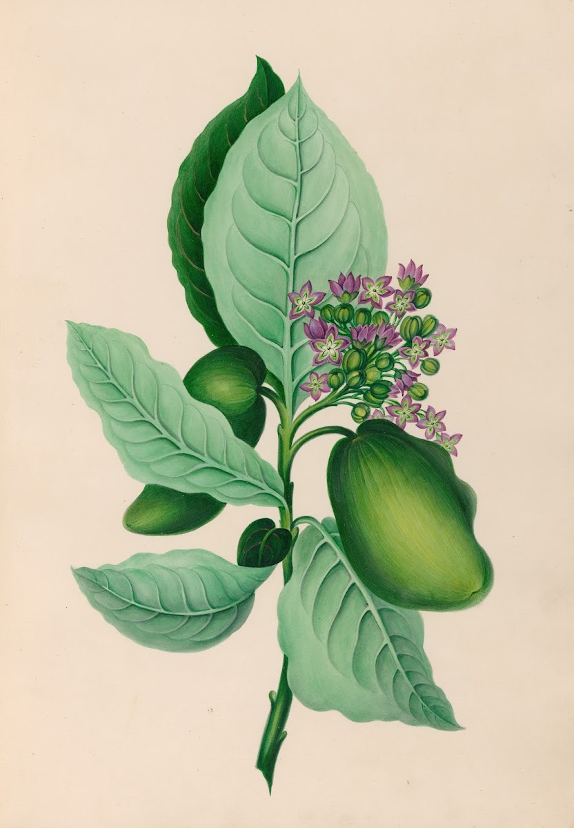 Drawings of tropical flowers and fruits from South America Pl04 1830