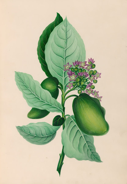 Drawings of tropical flowers and fruits from South America Pl04 1830