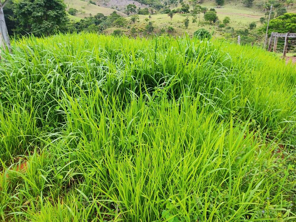 Fazenda no Município de Niquelândia - GO 3