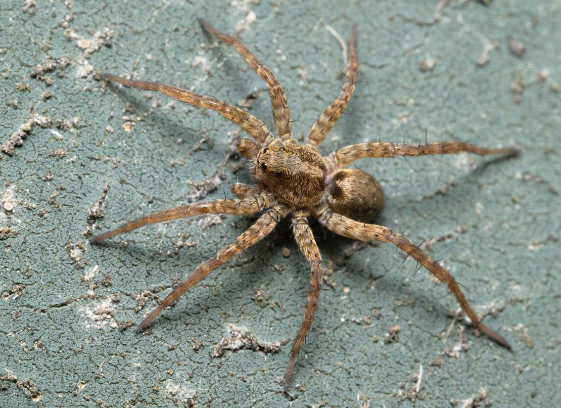 Pardosa sp.