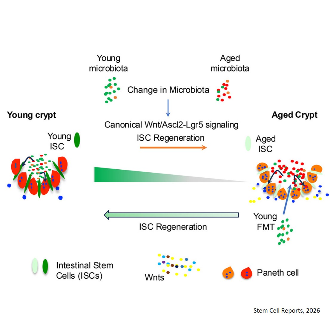 Replacing microbiota makes aging intestines young again