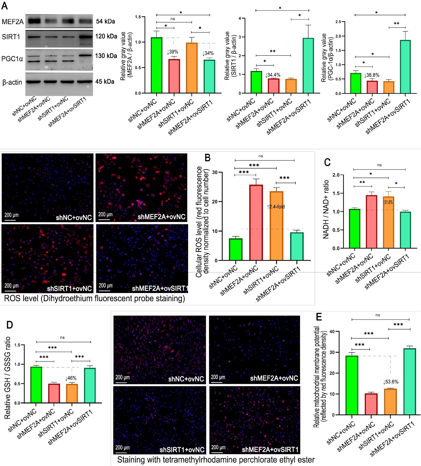 Myocyte enhancer factor 2A orchestrates vascular redox homeostasis via direct transcriptional activation of SIRT1