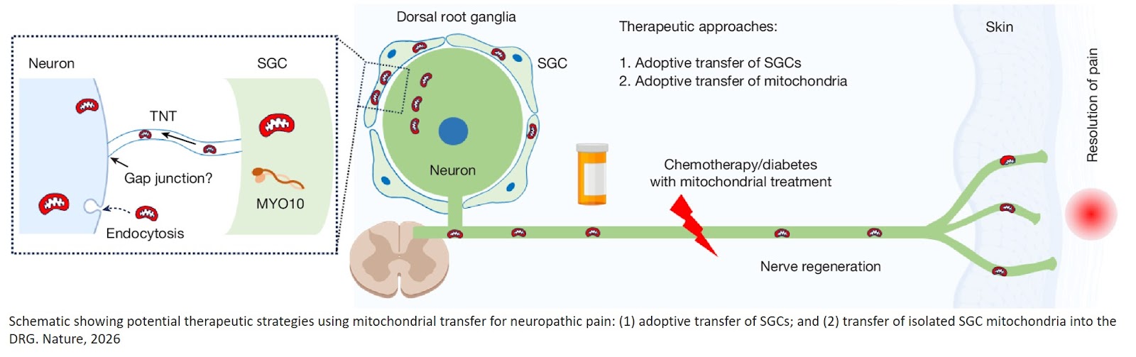 Peripheral neuropathy protection by mitochondrial transfer from glia to neurons