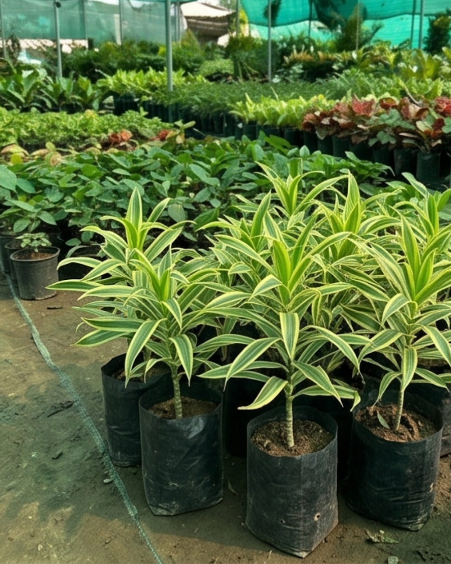 Song of India Plant — view 6