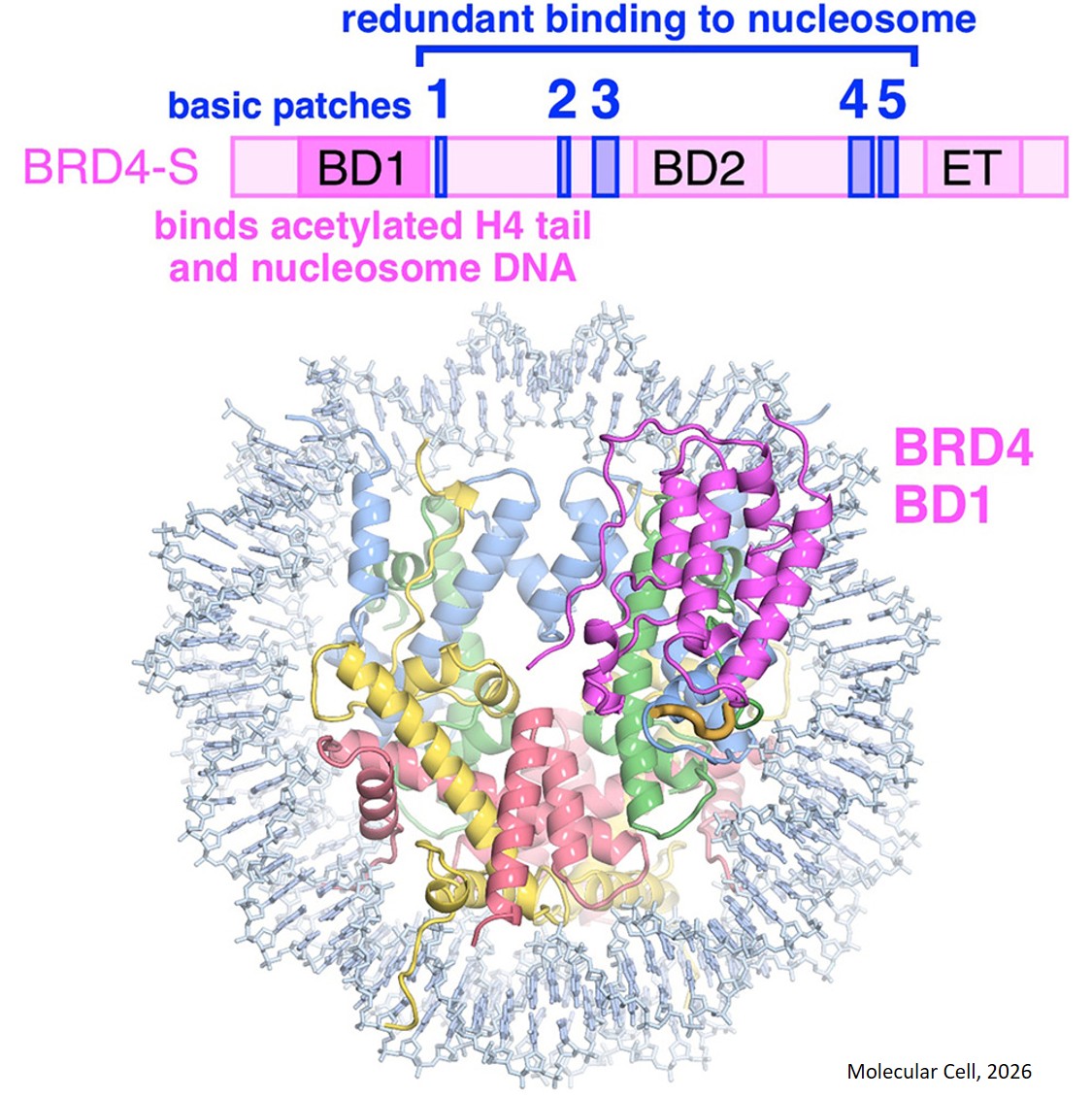 Cancer-linked protein binds to chromosome in unexpected way 