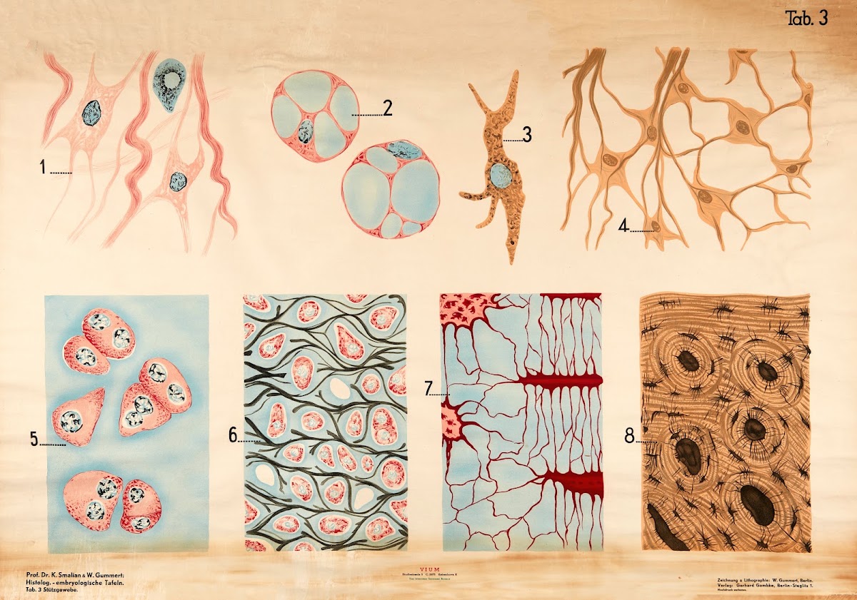 Supportive tissue 1928