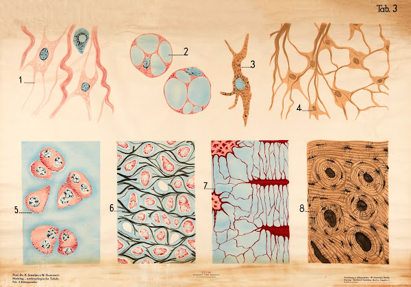 Supportive tissue 1928