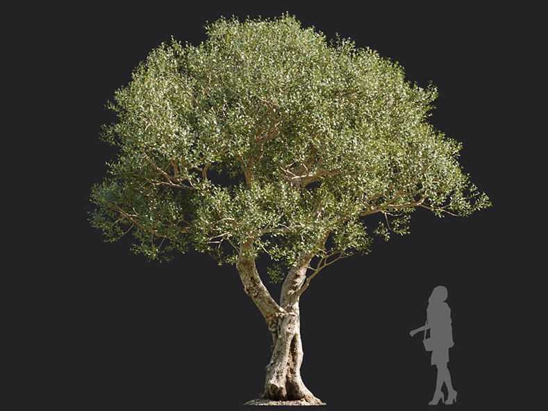Maxtree - Plant Models Vol.113