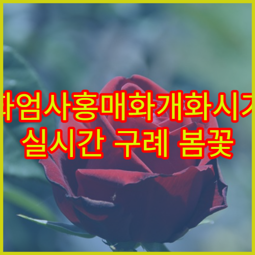 화엄사홍매화개화시기 실시간 구례 봄꽃 여행 필수 정보