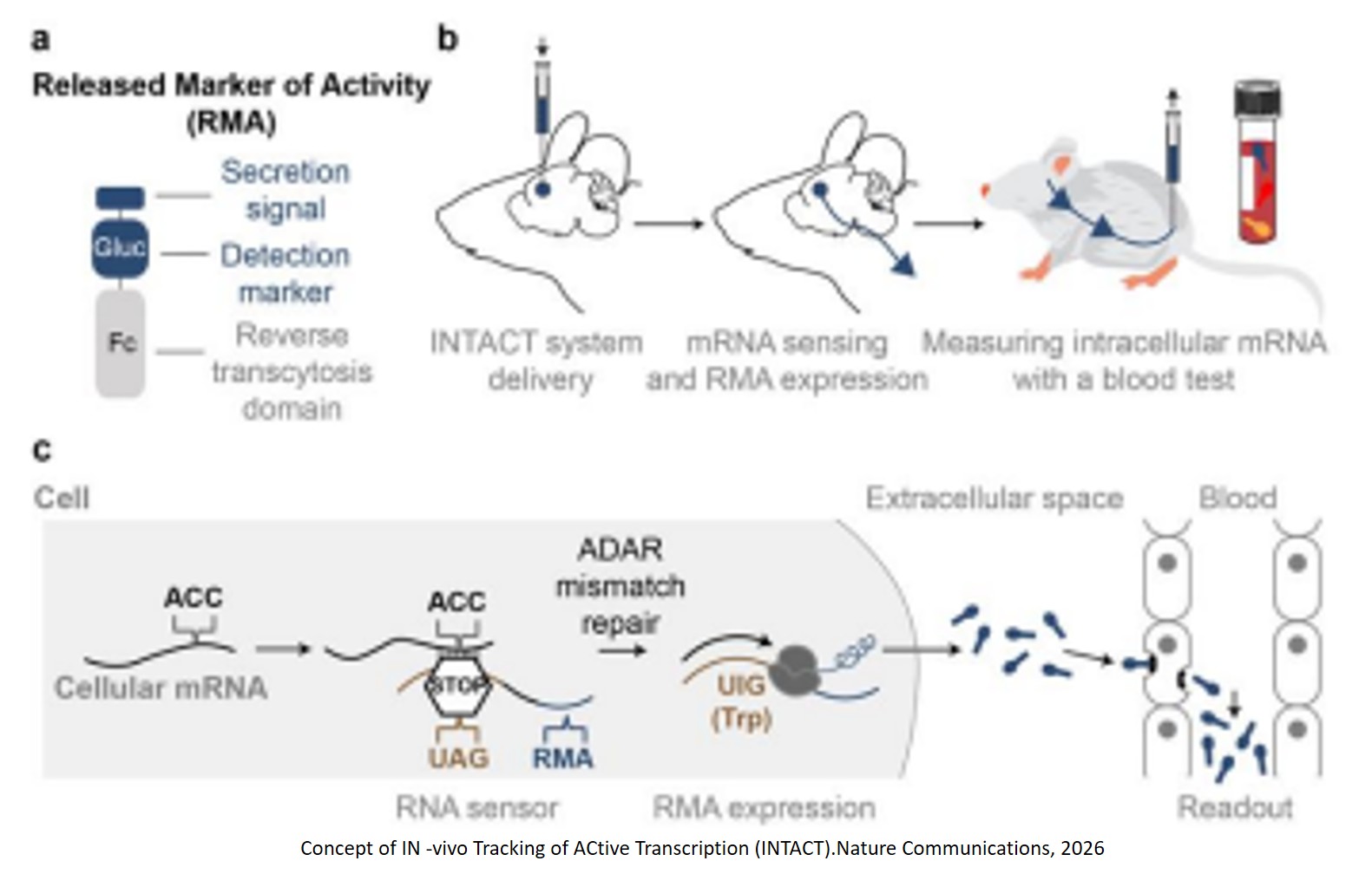 Monitoring in vivo transcription with synthetic serum markers