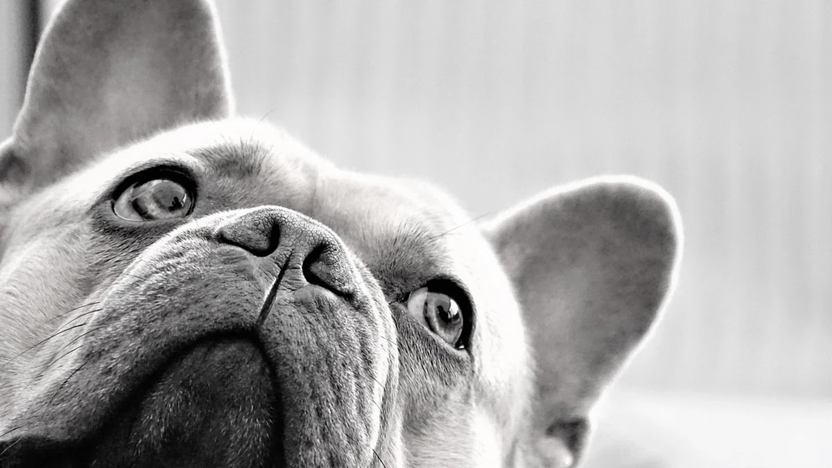 피부양자 제도의 사회문화적 의미와 가족 내 권력 구조 변화