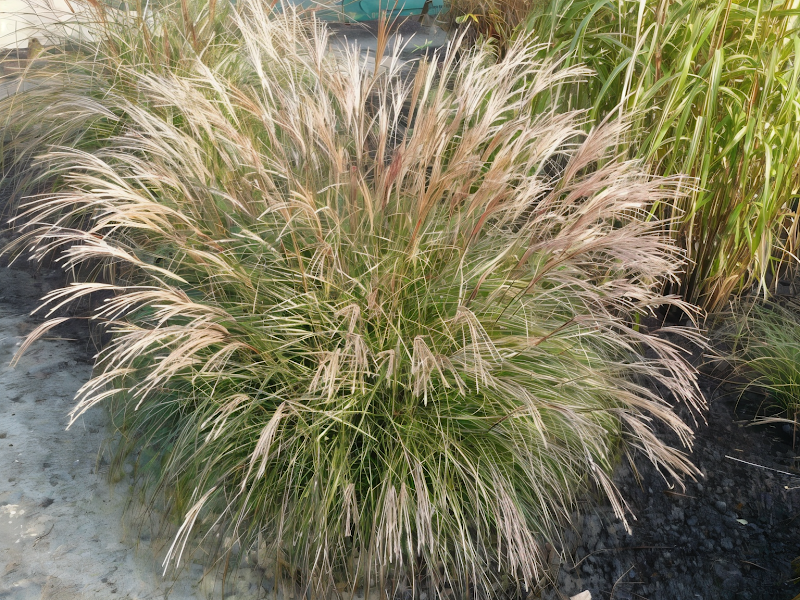 Miscanthus sinensis 'Yaka Dance' in piena fioritura autunnale