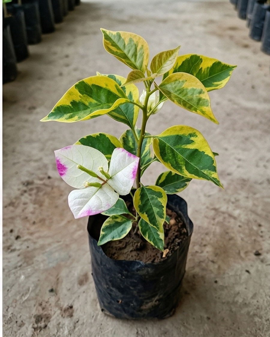 Imported Golden Summer Purple Bougainvillea Plant — view 3