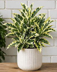 Andrew Croton Plant