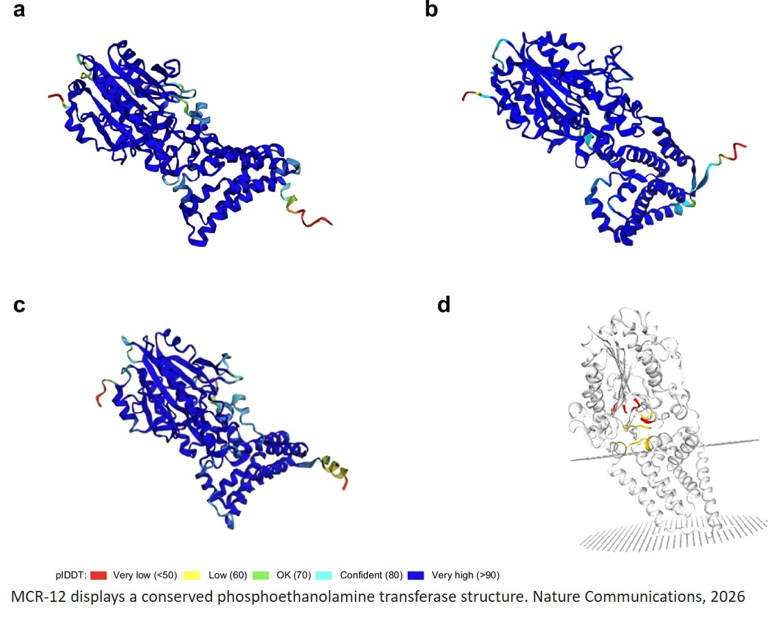 Novel polymyxin resistance gene family mcr-12 from environmental Pigmentiphaga litoralis