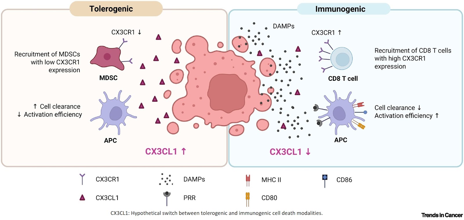 CX3CL1: a key switch of cell death immunogenicity