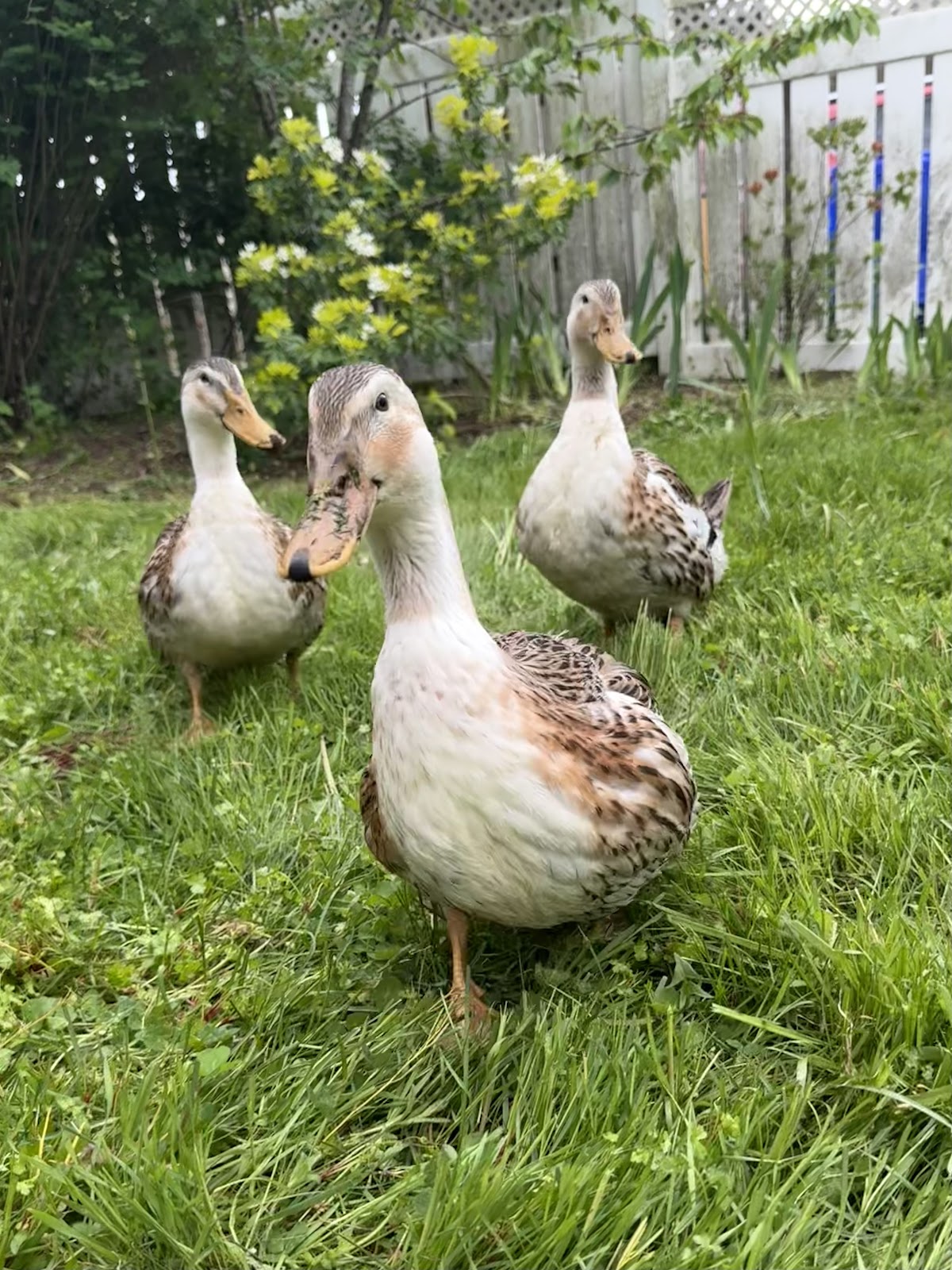 Silver Appleyard Duckling