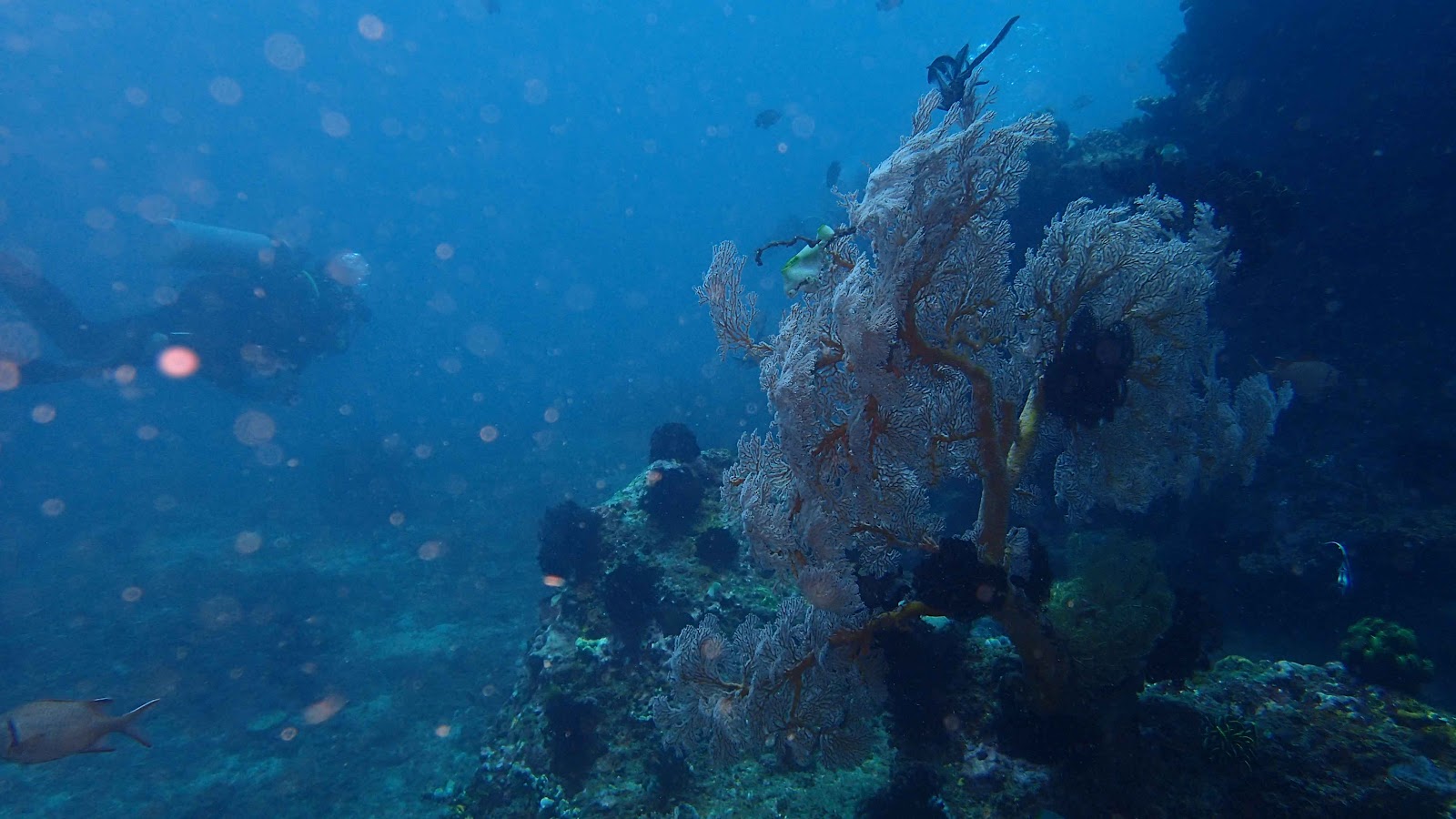 Coral reef in Kepulauan Seribu National Park Indonesia. Restore Indonesia coral reef, Indonesia coral reef, restore coral reef. CarbonEthics Indonesia