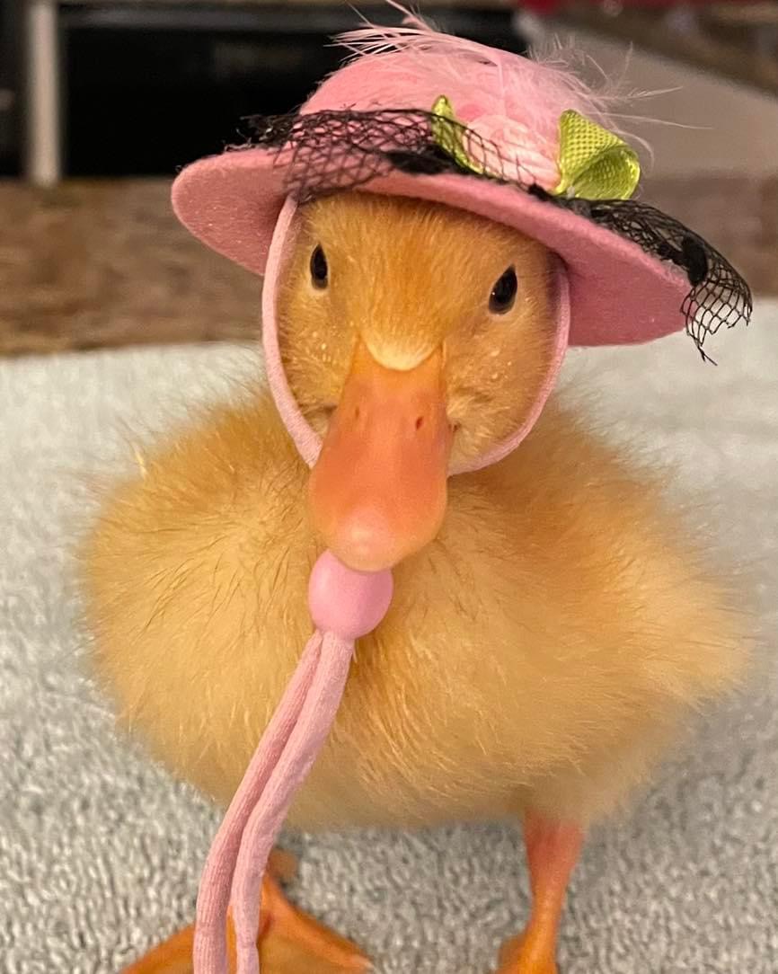 Jumbo Pekin Duckling