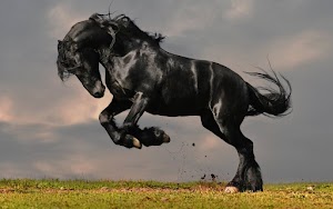 Black Horse Wallpaper