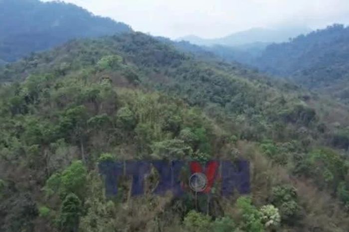 Thanh Hóa nhiều diện tích nứa, vầu biên giới bị chết khô - Báo VietnamPlus