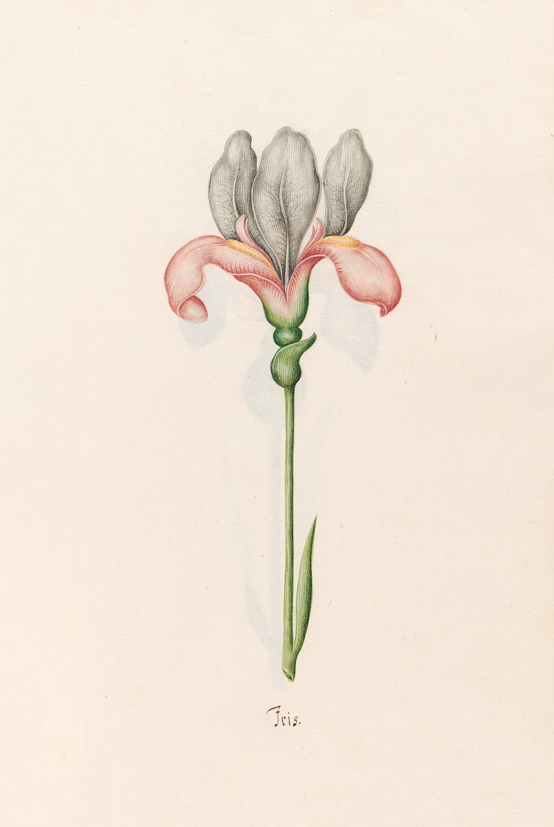 Iris 1692