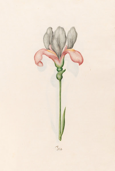 Iris 1692