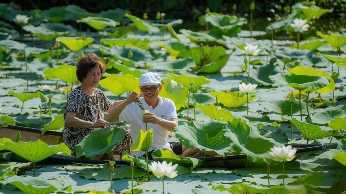 Ngày hội Sen Huế diễn ra từ 19 - 21/6 - Báo Thừa Thiên Huế
