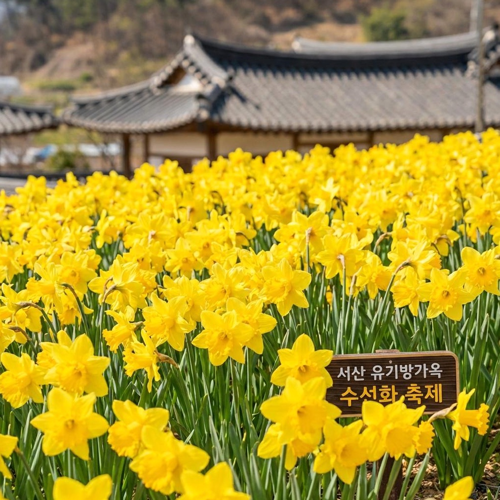 2026 서산 유기방가옥 수선화 축제 완벽 가이드
