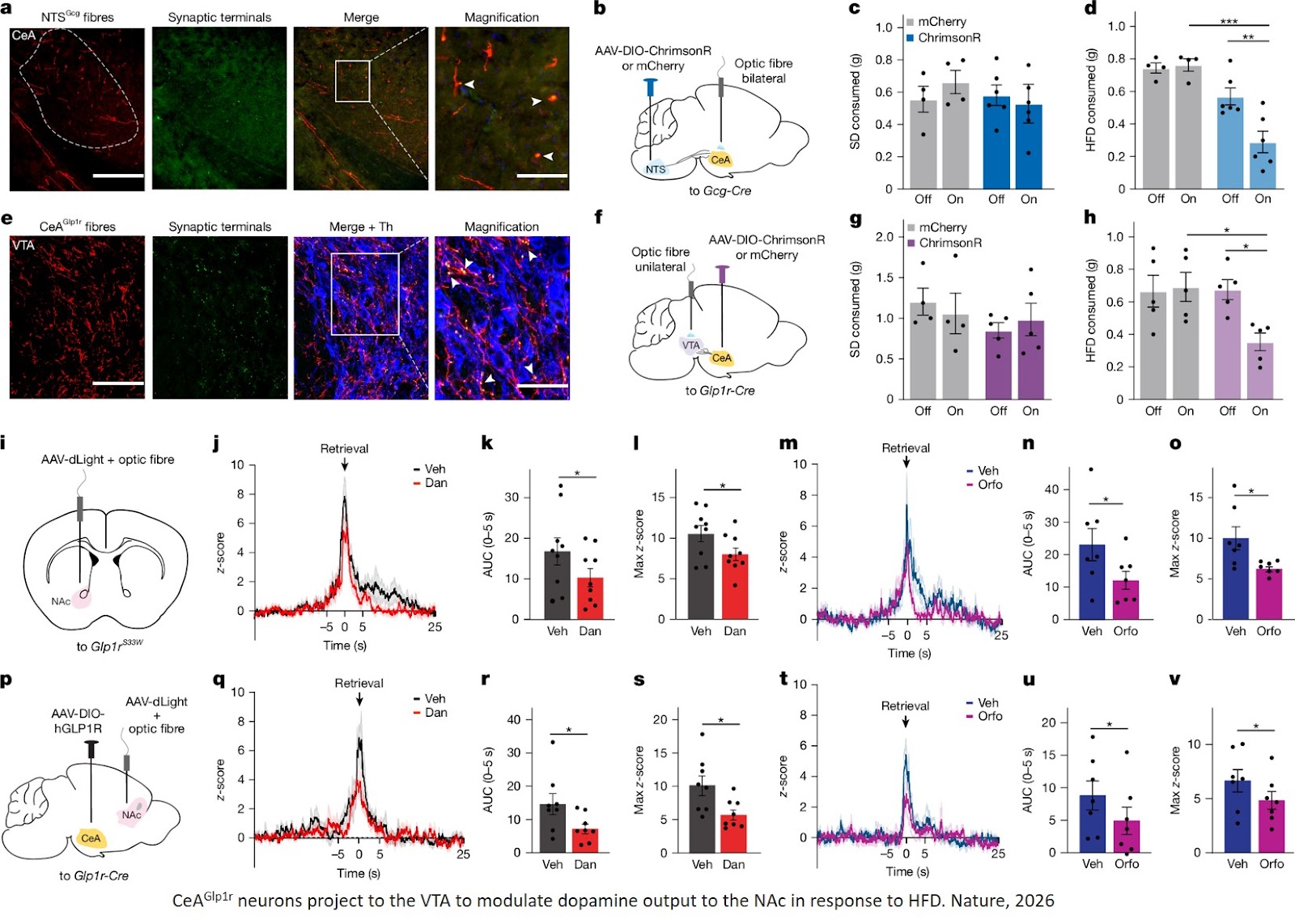 A brain reward circuit inhibited by next-generation weight-loss drugs in mice