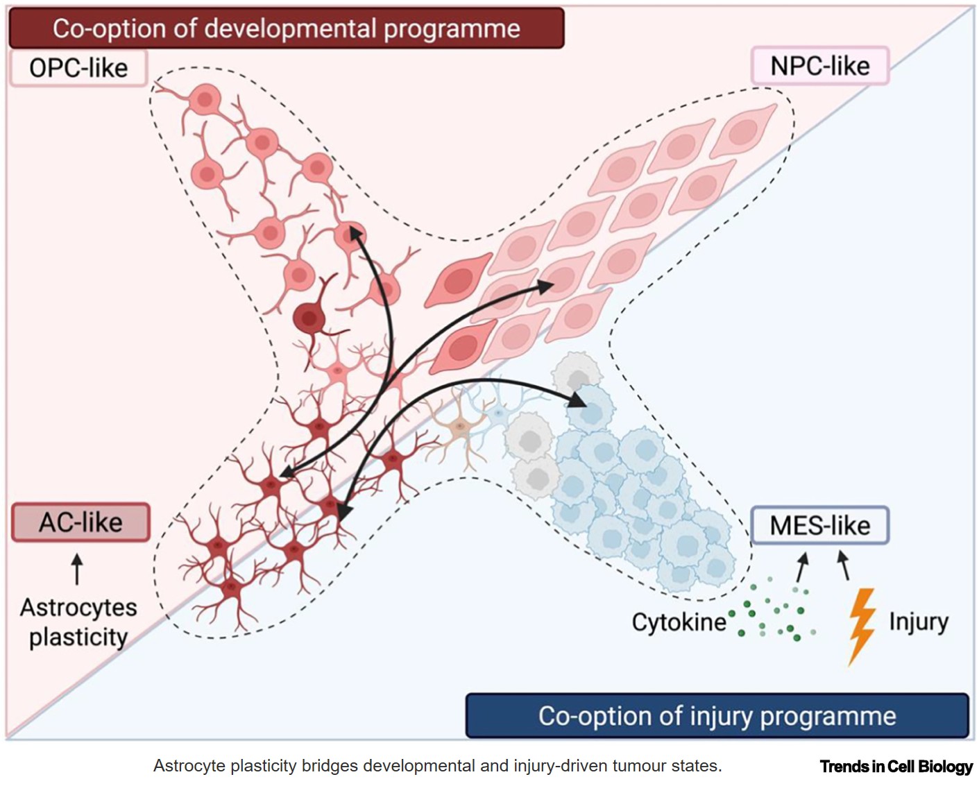 Neural stem cells and glial plasticity