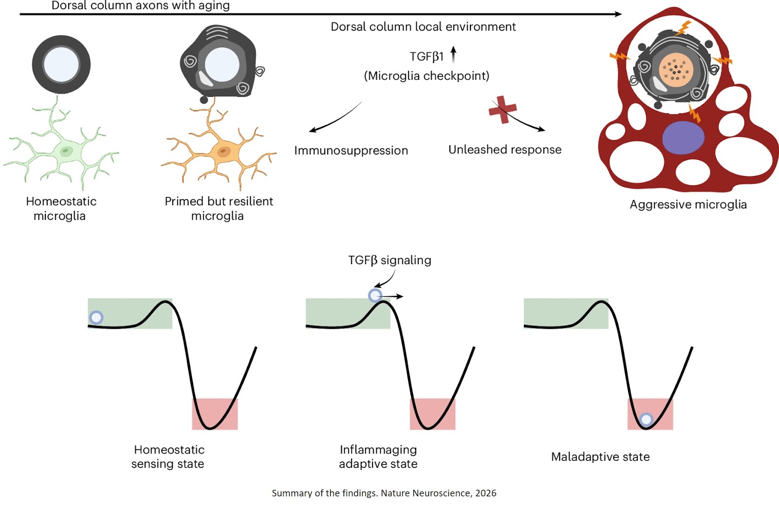 Immune cells protect the spinal cord during aging